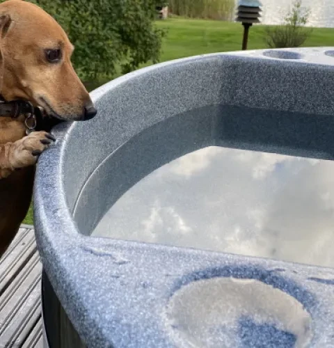 Auch Hunde haben Spaß mit einem Badefass | Kirami