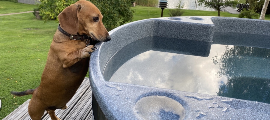 Auch Hunde haben Spaß mit einem Badefass | Kirami