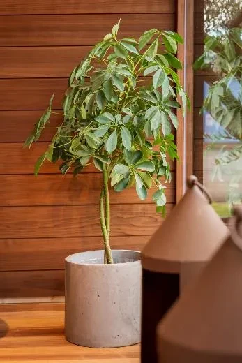 Kirami FinVision® -lounge M Misty - schön wie eine Blume!